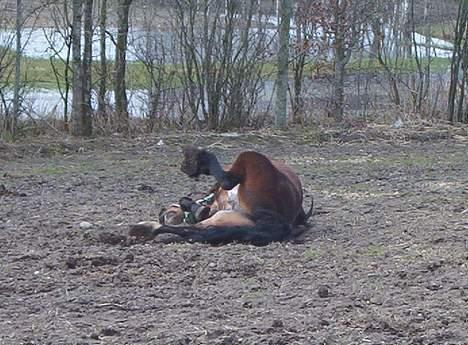 Dales Nevada - Ahh, skønt  <3 billede 11