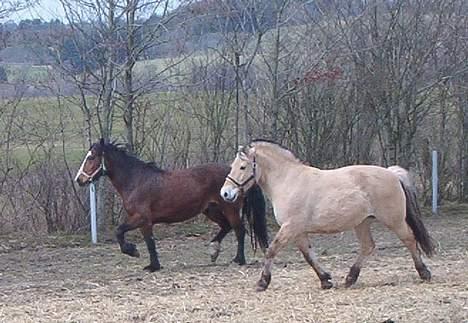 Dales Nevada - Kan I se jeg løber fra hende?  billede 15