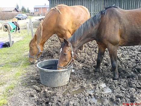 Traver SikSak (Død 2011) billede 11