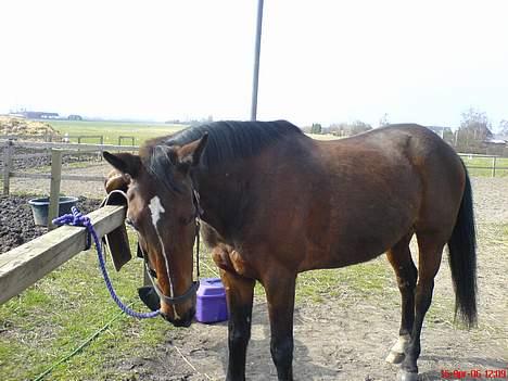 Traver SikSak (Død 2011) billede 12