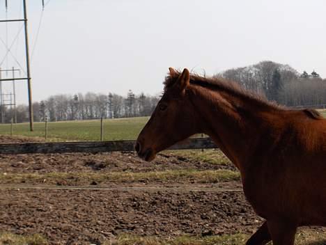 Anden særlig race Musse R.I.P billede 5