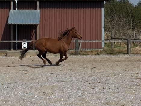 Anden særlig race Musse R.I.P billede 10