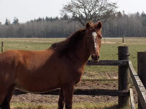 Anden særlig race Musse R.I.P billede 14