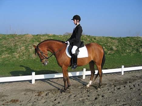 Arabisk fuldblod (OX) Emma ox (solgt) - stævne randers 2005 billede 3