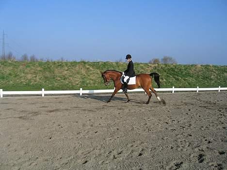 Arabisk fuldblod (OX) Emma ox (solgt) - stævne ? 2006 billede 4