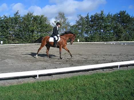 Arabisk fuldblod (OX) Emma ox (solgt) - Stævne harrislev 2006 billede 5