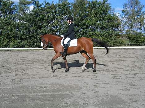 Arabisk fuldblod (OX) Emma ox (solgt) - Stævne harrislev 2006 billede 6