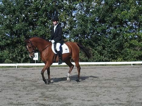 Arabisk fuldblod (OX) Emma ox (solgt) - Stævne harrislev 2006 billede 7