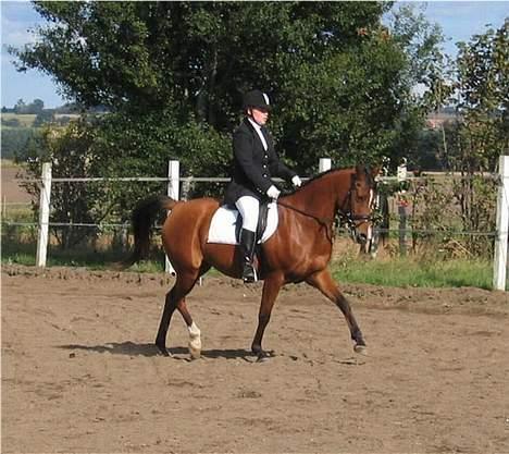 Arabisk fuldblod (OX) Emma ox (solgt) - en anden til stævne på hende i nørbæk 2006 billede 8