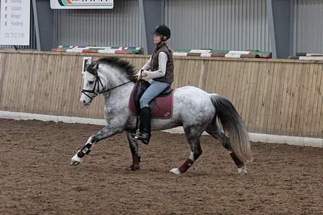 Anden særlig race Troldebos Barley solgt - 3. Dressurkursus, galop galop :) billede 3