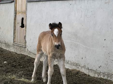 Koldblodstraver Frk. Flagvinna billede 8