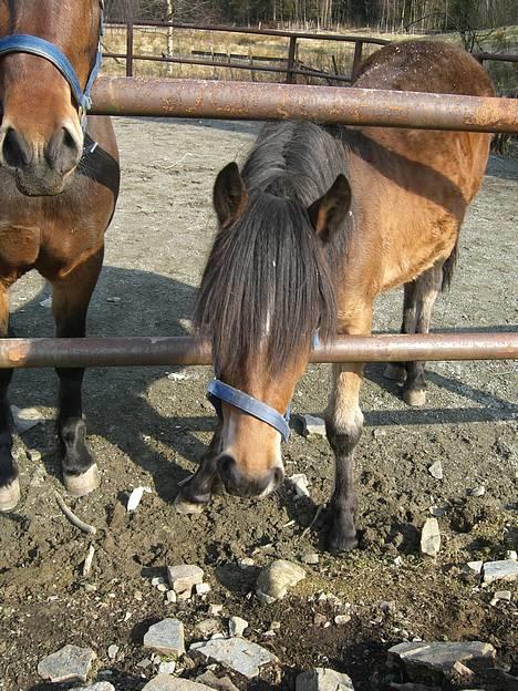 Koldblodstraver Frk. Flagvinna billede 9