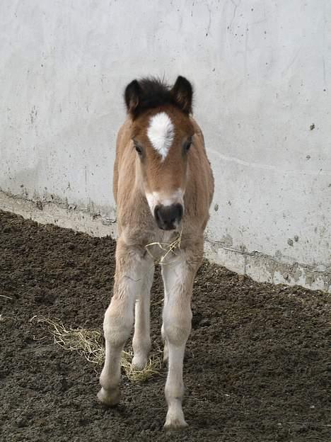 Koldblodstraver Frk. Flagvinna billede 10