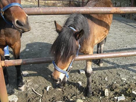 Koldblodstraver Frk. Flagvinna billede 11