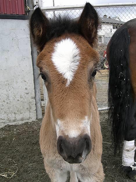 Koldblodstraver Frk. Flagvinna billede 12