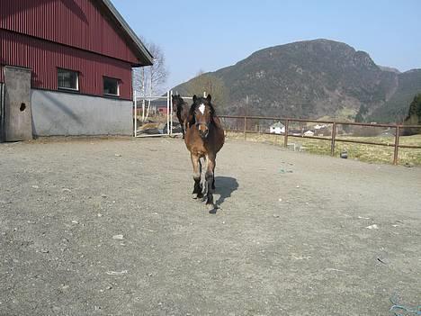 Koldblodstraver Frk. Flagvinna billede 13