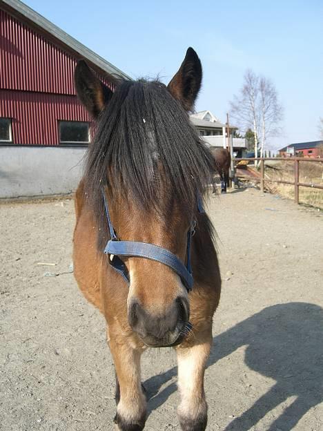 Koldblodstraver Frk. Flagvinna billede 14