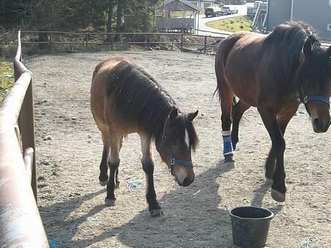 Koldblodstraver Frk. Flagvinna billede 15