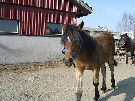 Koldblodstraver Frk. Flagvinna billede 16