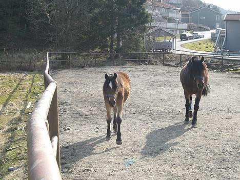 Koldblodstraver Frk. Flagvinna billede 17