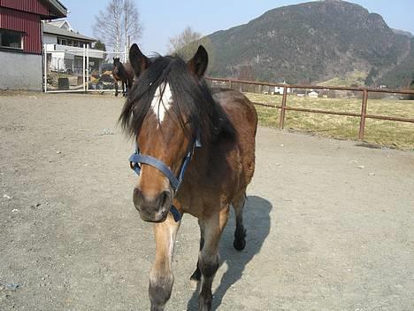 Koldblodstraver Frk. Flagvinna billede 18