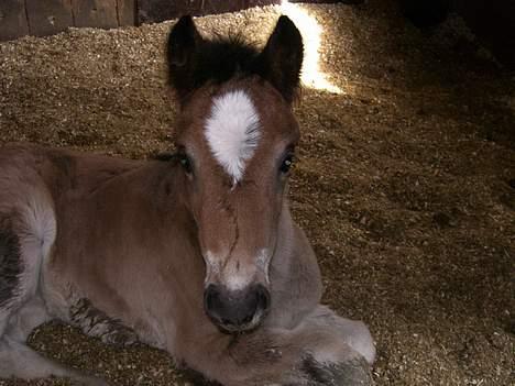 Koldblodstraver Frk. Flagvinna billede 19