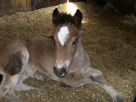 Koldblodstraver Frk. Flagvinna billede 20