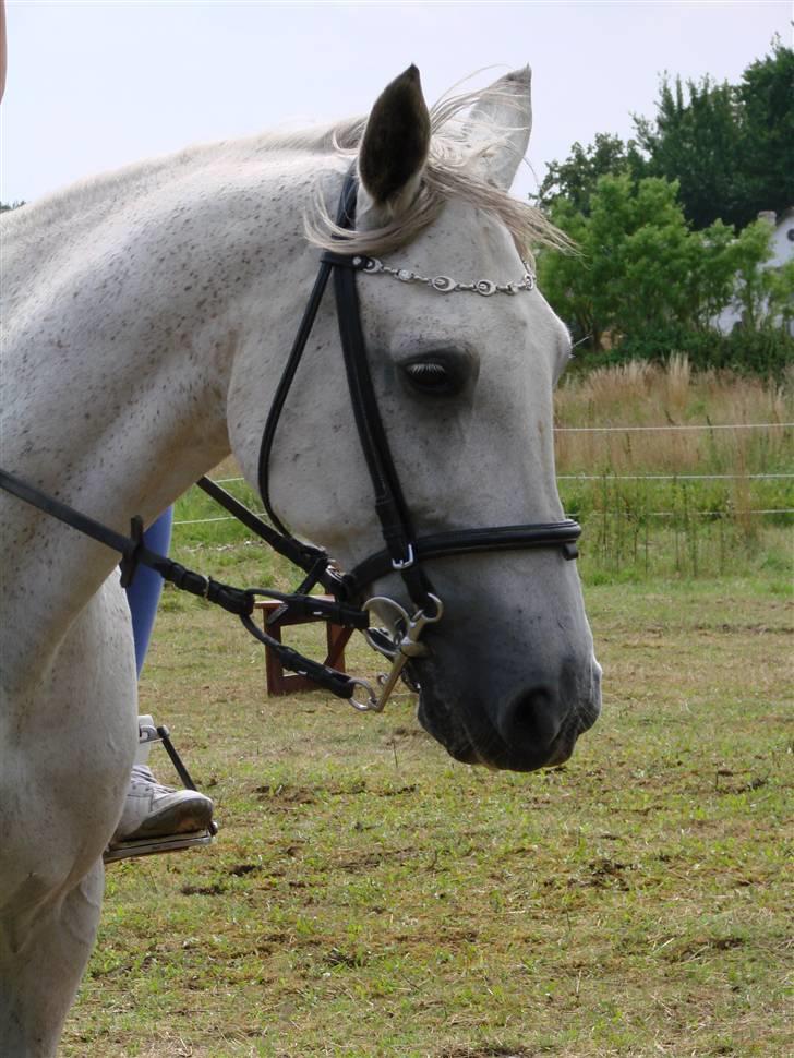 Traver Orlov abita nordhøj - Juli 2009 billede 1