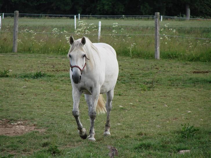 Traver Orlov abita nordhøj billede 2