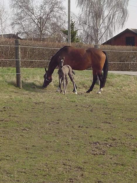 Dansk Varmblod Andante - Nogle der kigger??? billede 12