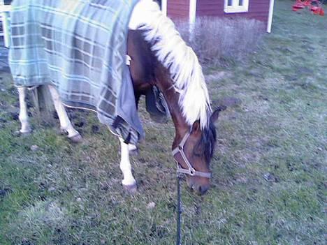 Pinto Araber El Hakim <3 - Kimmie & Jeg på mors . billede 3