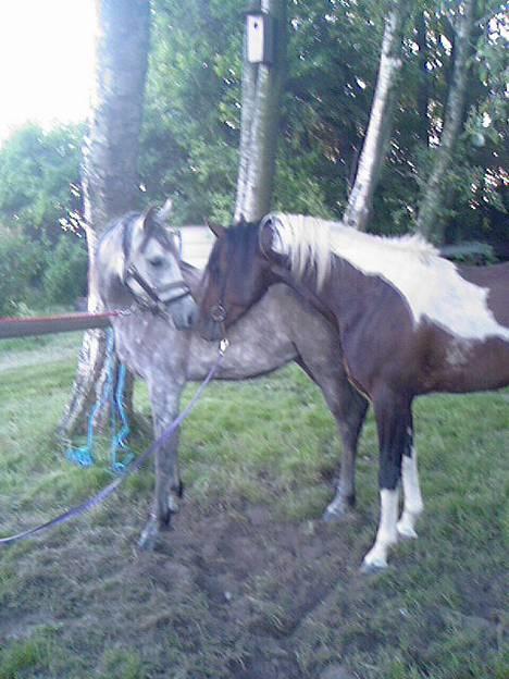 Pinto Araber El Hakim <3 - d. 1 juli 06 . Kimmie&hoppe .  billede 5