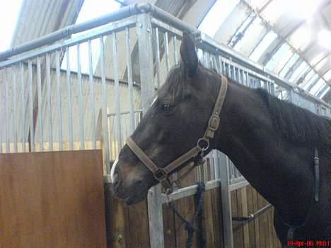 Oldenborg Cia Celina - Træt lille hest... det er hårdt at springe !  billede 10