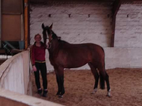 Dansk Varmblod Bailey *SOLGT* - her er vi, lige før dyrlægen kommer billede 6