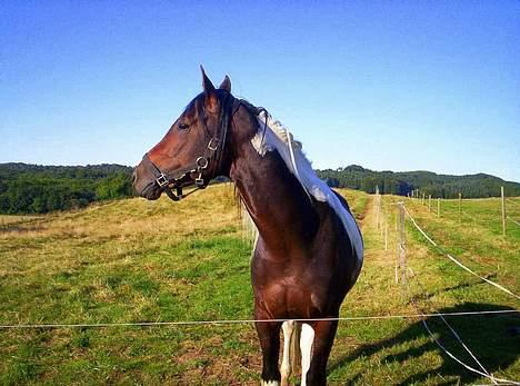 Pinto Araber El Hakim <3 - Kimmie sommeren 05 på folden :)  billede 8