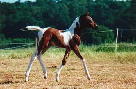 Pinto Araber El Hakim <3 - Kimmie som føl .. billede 10