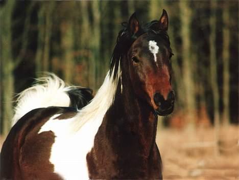 Pinto Araber El Hakim <3 - Kimmie som "ung" ^^  billede 11