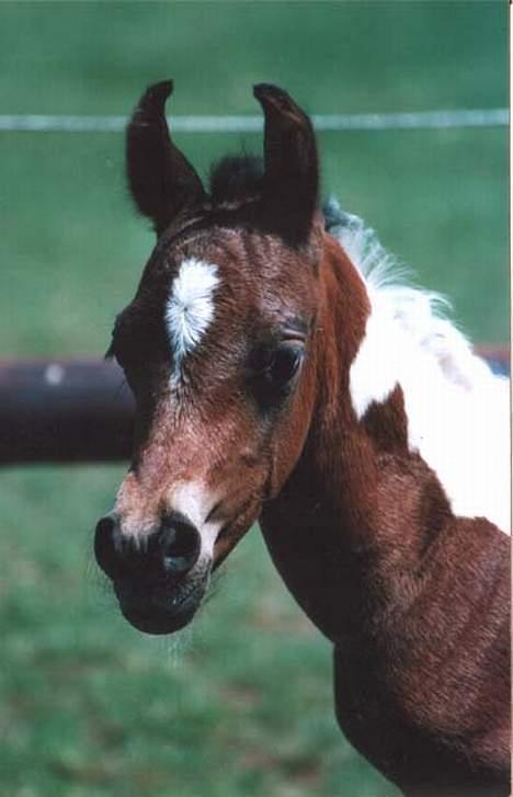 Pinto Araber El Hakim <3 - Kimmie som føl igen <3 billede 12