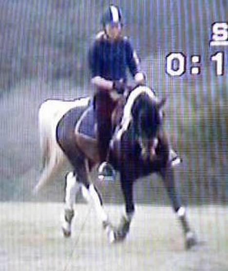 Pinto Araber El Hakim <3 - Kimmie & Jeg på mors . billede 13