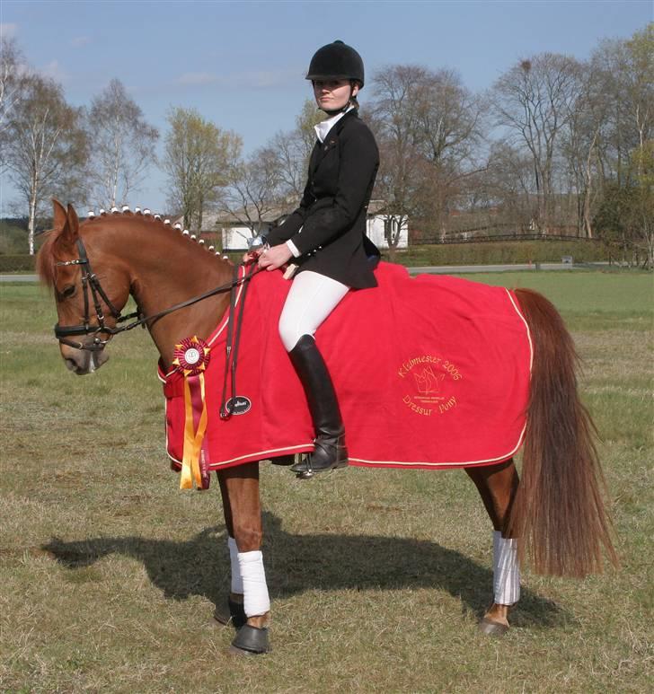 DSP Samson  (solgt) - træning ;D billede 3