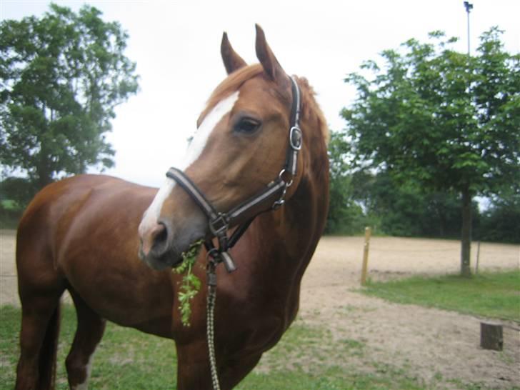 Dansk Varmblod Grusgårds Minell billede 3