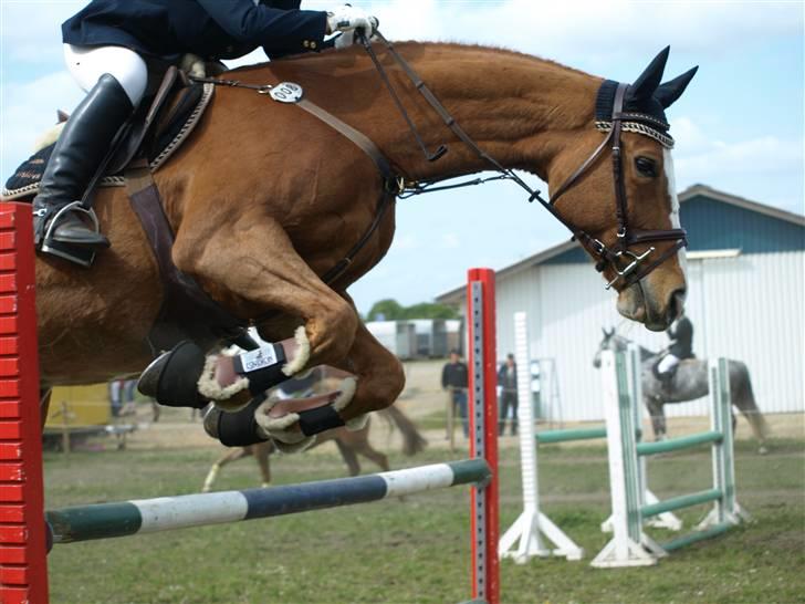 Dansk Varmblod Grusgårds Minell billede 5