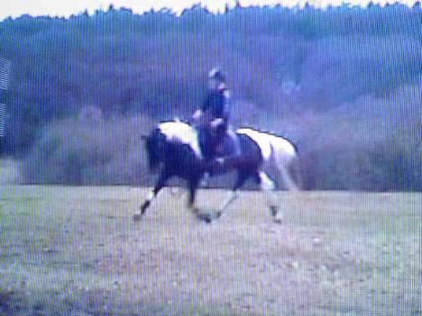 Pinto Araber El Hakim <3 - Kimmie&Jeg på mors 06 .  billede 14