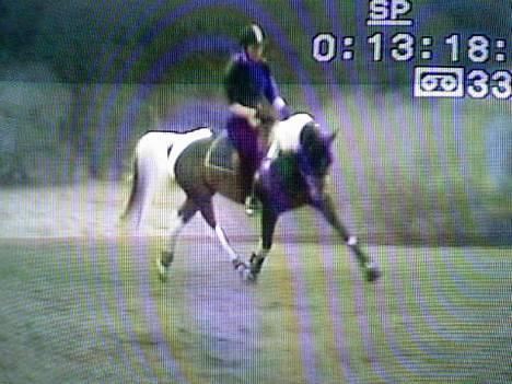 Pinto Araber El Hakim <3 - Kimmie på mors 06 . billede 16