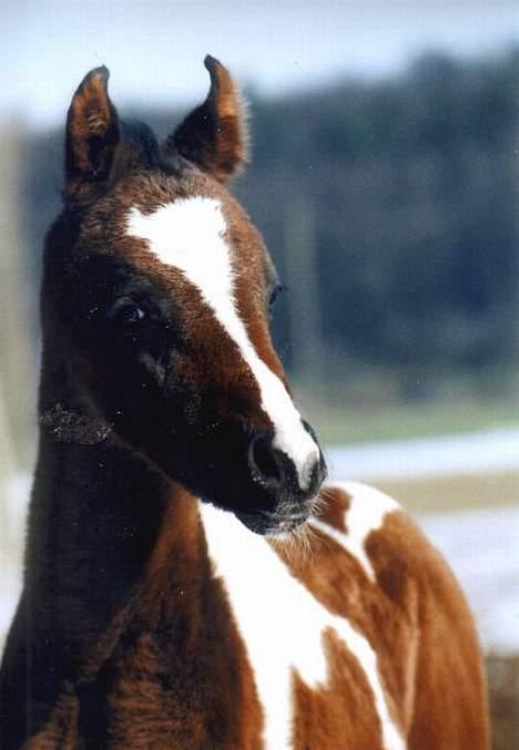 Pinto Araber El Hakim <3 - Et af Hakim´s føl - Saphira i Tyskland :)  billede 20