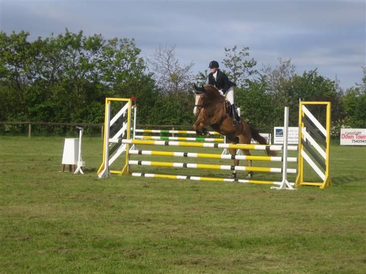 Dansk Varmblod Grusgårds Minell billede 6