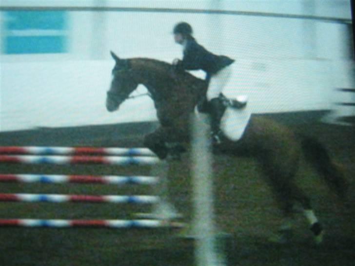 Dansk Varmblod Grusgårds Minell billede 7