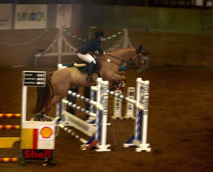 Dansk Varmblod Grusgårds Minell - C-stævne i Fredericia LB billede 9