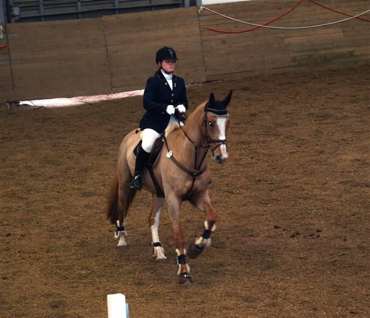 Dansk Varmblod Grusgårds Minell - C-Stævne i Fredericia LB billede 10