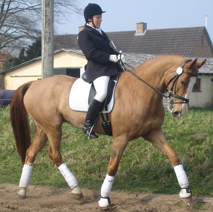 Dansk Varmblod Grusgårds Minell - Min mor på Minell billede 14